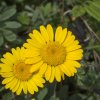 Blume
