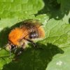 Hummel