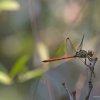 Libelle
