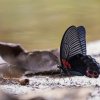 Schmetterling