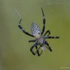 Spinne
