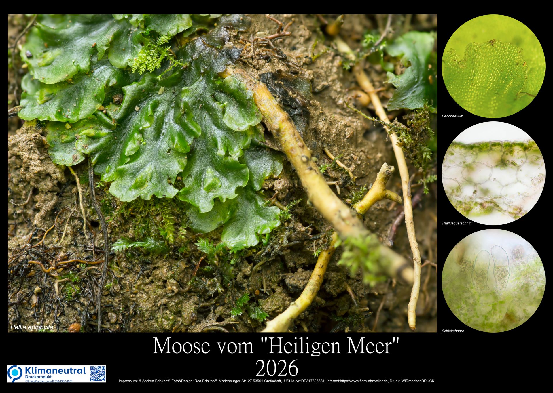 Moose-Posterformat-Kalender-2026-Deckblatt