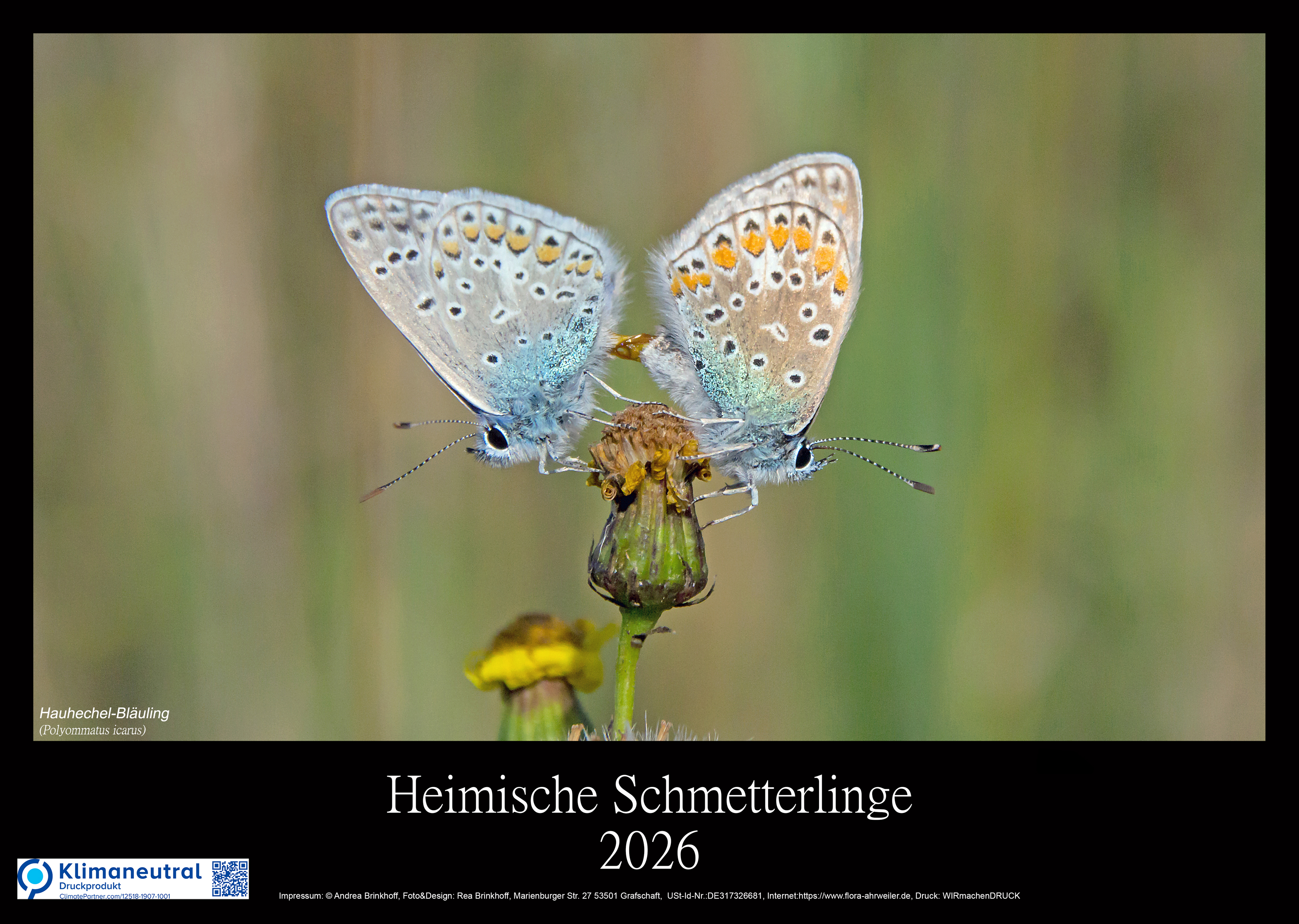 Schmetterlinge-Ahrweiler-Kalender-2026-Deckblatt