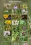 Schwebfliegen3